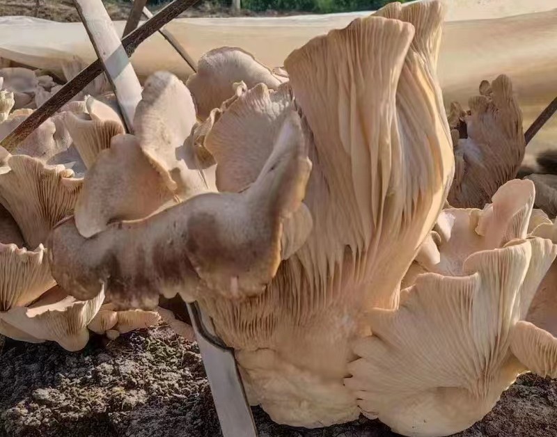 >清水河村党支部书记李卫国说:"褐灵菇的试种非常成功,且市场竞争力强