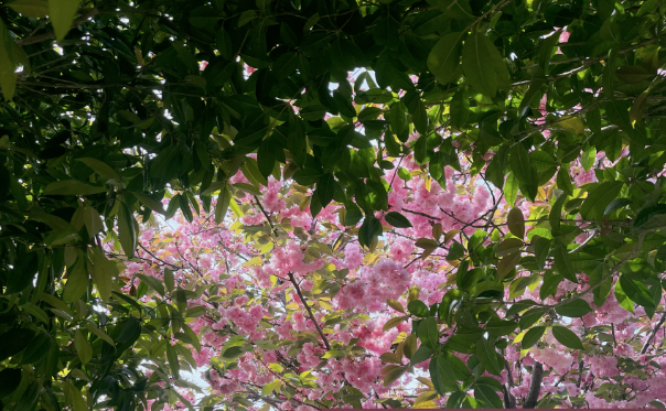 据了解,"樱花梦谷"是平舆县精心打造的一处旅游景点,占地面积60亩
