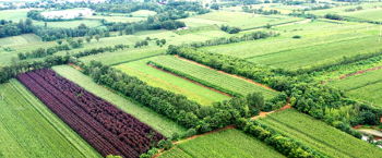 孟州市槐树乡：特色产业提升“颜”“值”