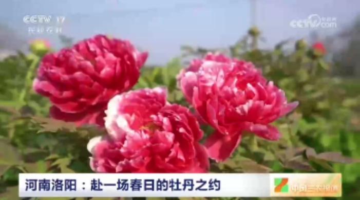 【央視關注河南洛陽】赴一場春日的牡丹之約