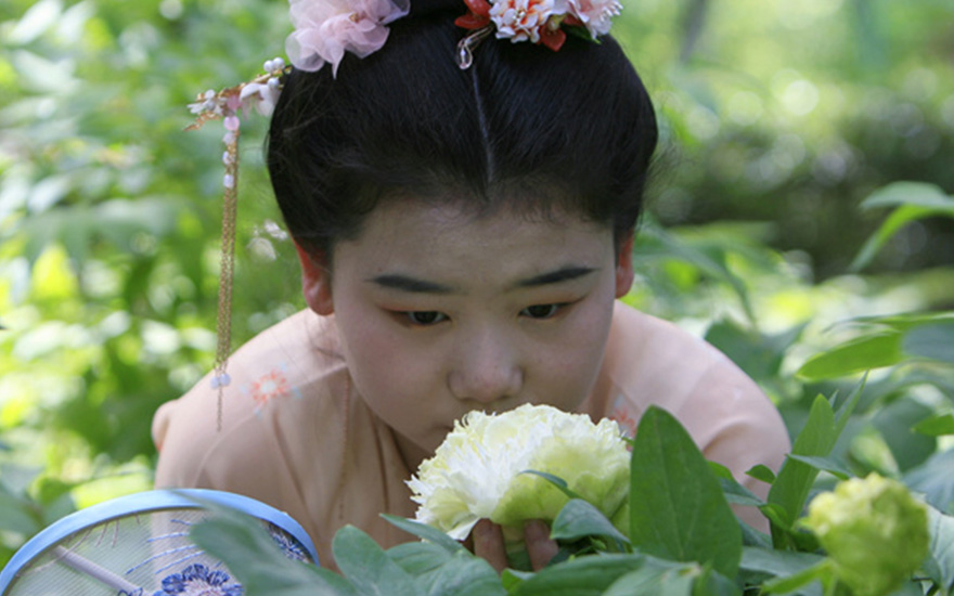 不远千里看“春柳”！洛阳一奇绝牡丹备受游客追捧