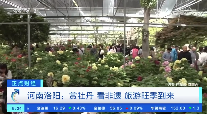 【央視關注河南洛陽】賞牡丹看非遺 旅游旺季到來
