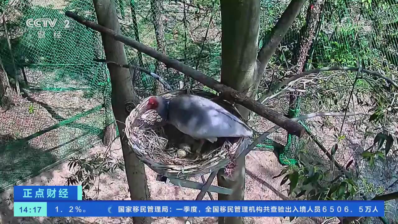 【央視關注河南信陽】董寨國家級自然保護區(qū) 今年首批朱鹮寶寶出殼
