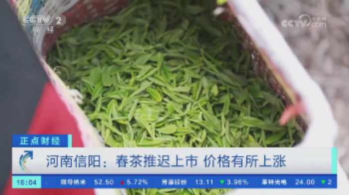 【央視關注河南信陽】春茶推遲上市 價格有所上漲