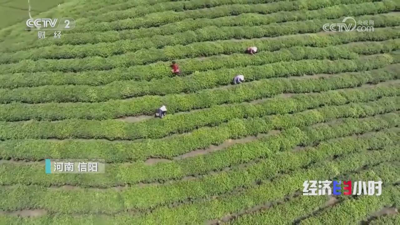 【央視關注河南信陽】春茶飄香采摘忙 產(chǎn)業(yè)帶動促增收
