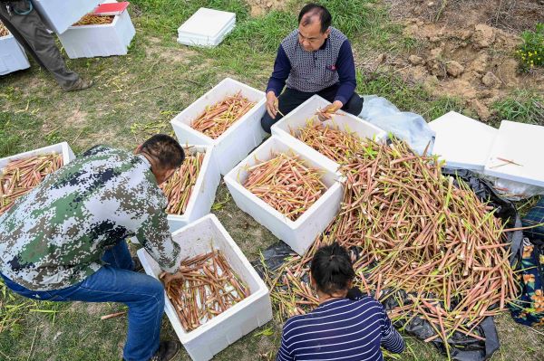 新縣：120畝陽荷筍喜獲豐收