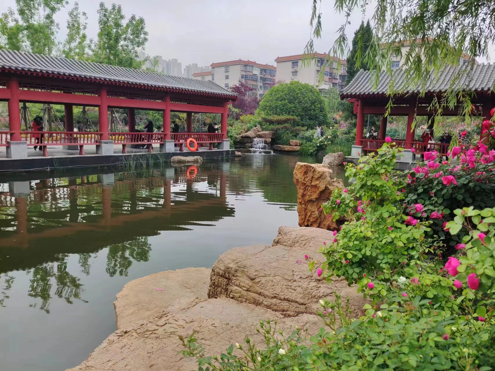 花海水系山体交相辉映郑州月季公园成市民赏花拍照打卡地