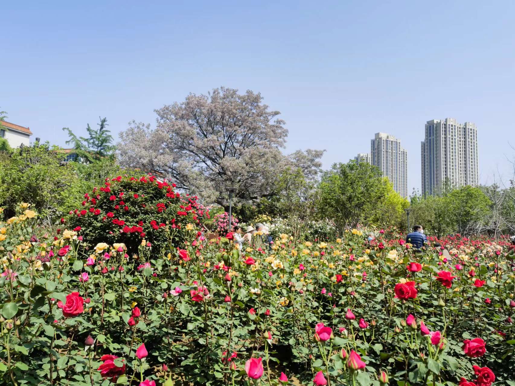 花海水系山体交相辉映郑州月季公园成市民赏花拍照打卡地