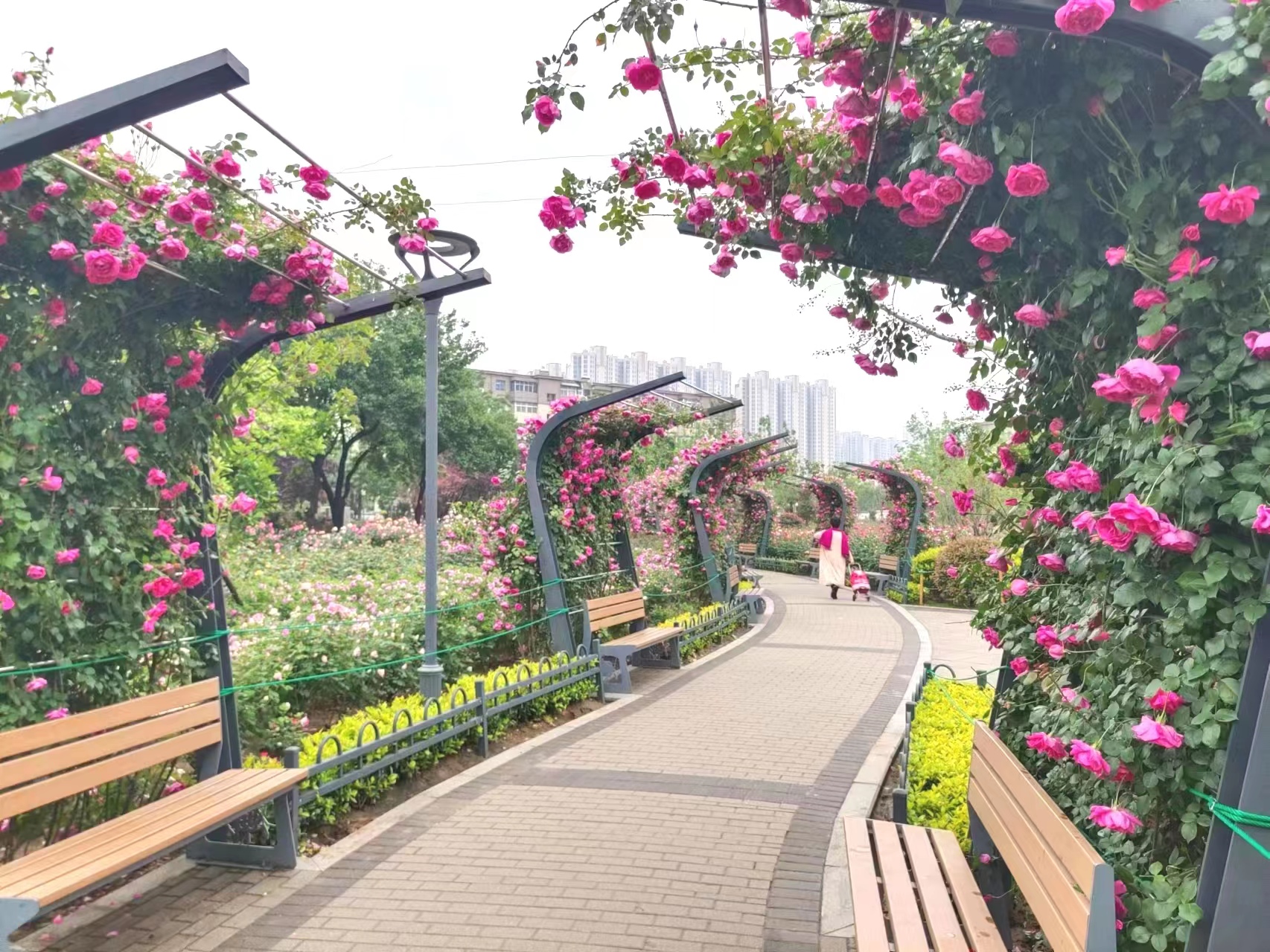 花海水系山体交相辉映郑州月季公园成市民赏花拍照打卡地