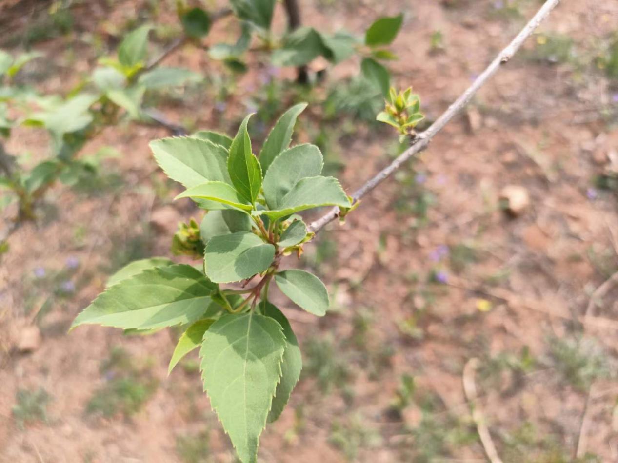 南召县云阳镇苦连翘种出富民甜产业