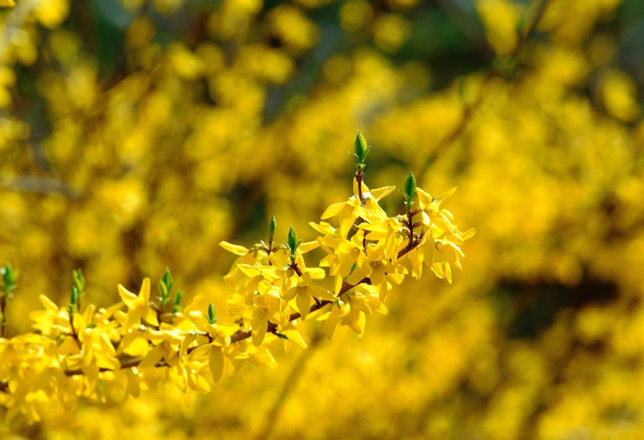 南召县云阳镇苦连翘种出富民甜产业