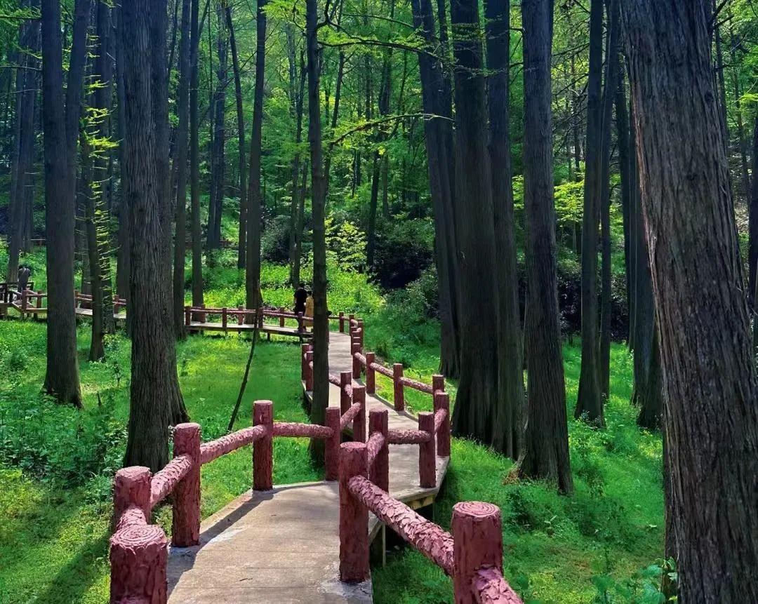 波尔登森林公园遗址内负氧离子峰值达到每立方厘米20万个,是我国空气