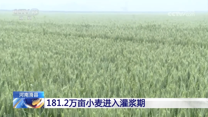 【央視關(guān)注河南滑縣】181.2萬畝小麥進入灌漿期