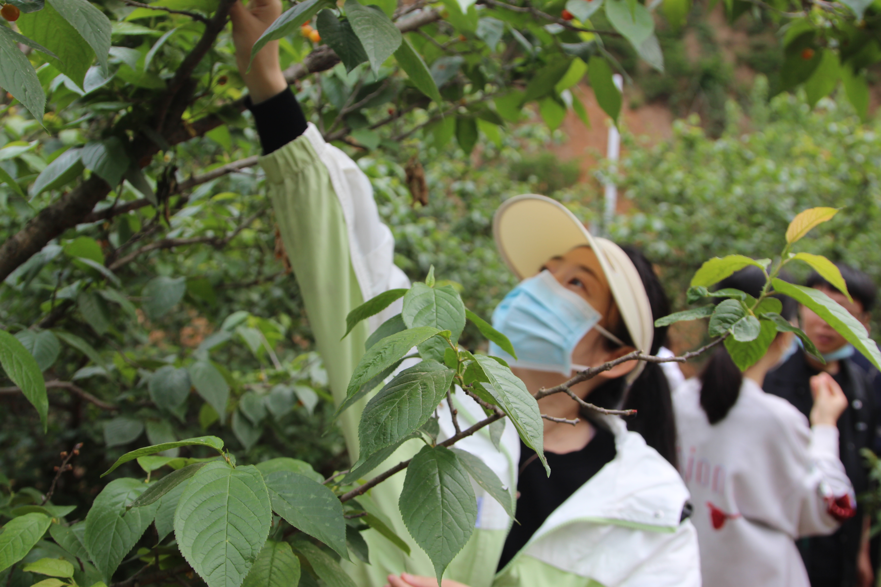 郑州第十七届樱桃文化节开幕：小小一颗樱桃，如何撑起一个文旅品牌？