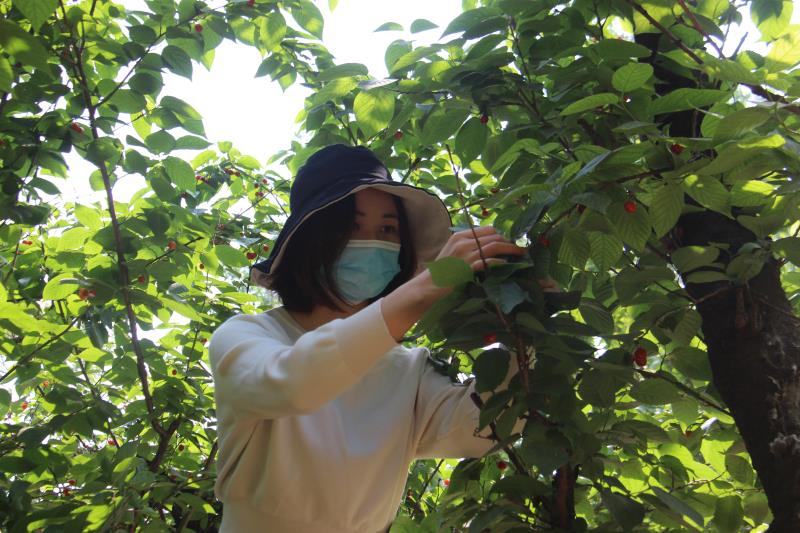 郑州第十七届樱桃文化节开幕：小小一颗樱桃，如何撑起一个文旅品牌？