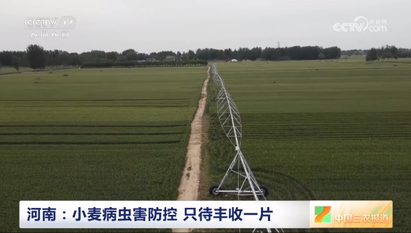 【央視關(guān)注河南周口】小麥病蟲害防控 只待豐收一片