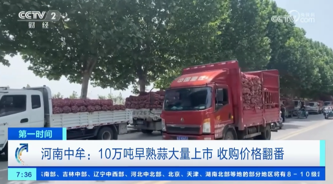 【央視關(guān)注河南中牟】10萬噸早熟蒜大量上市 收購價格翻番