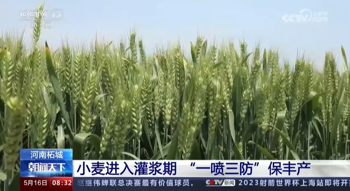 【央視關注河南柘城】小麥進入灌漿期 “一噴三防”保豐產(chǎn)