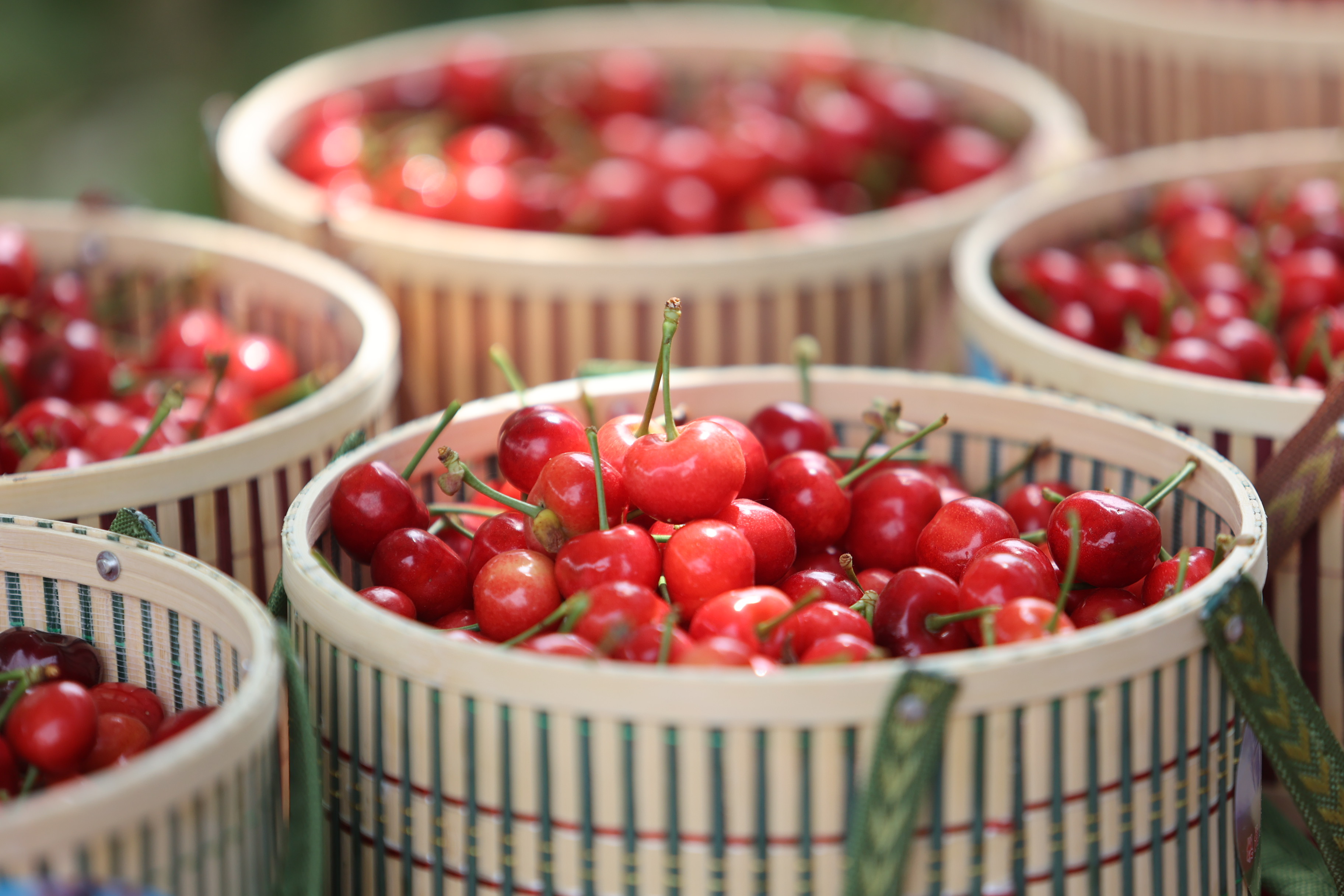 樱红五月满庭芳能化新城硕果香樱桃好吃61义马当鲜义马市第十四届大