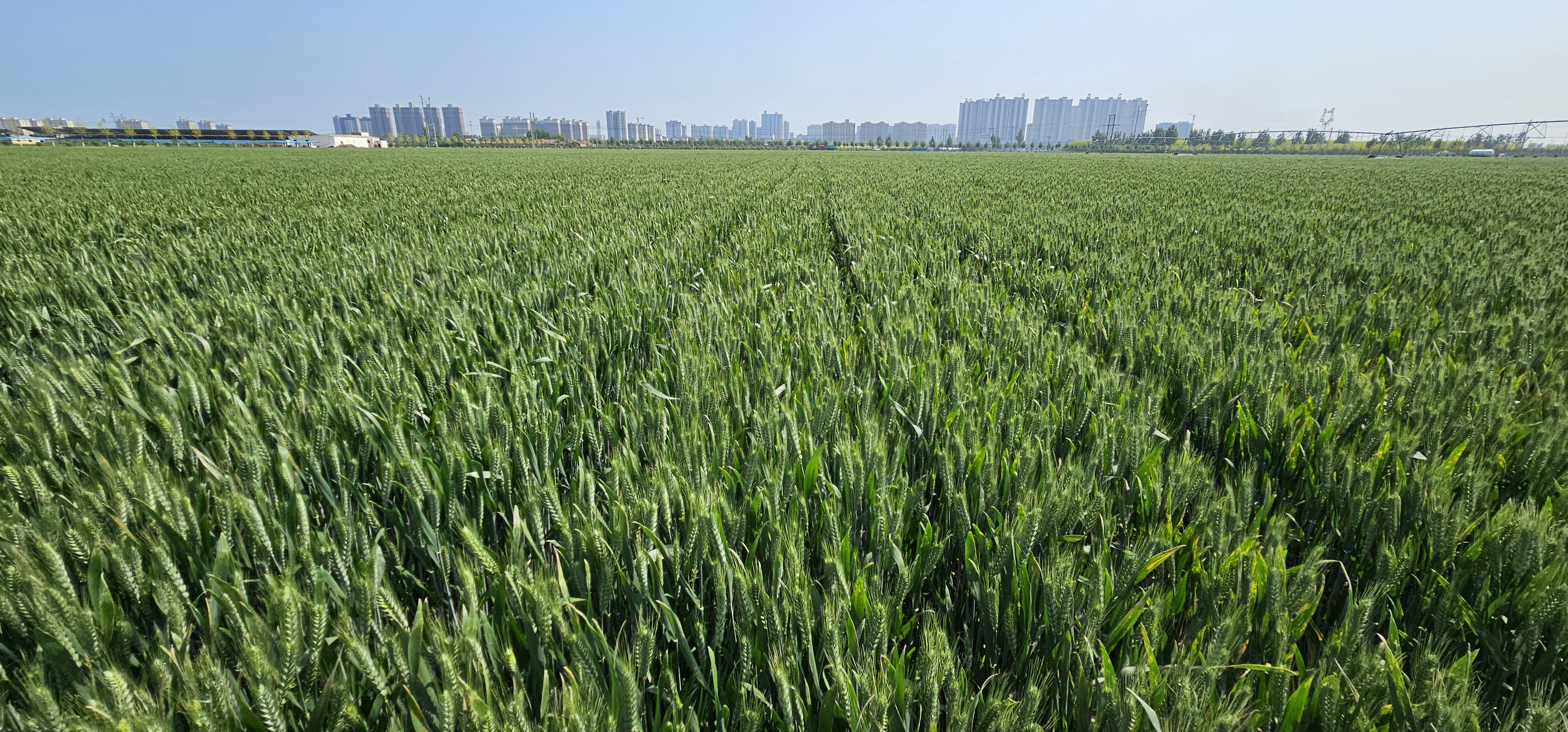 河南小麦再出新品种郑麦9188百亩示范方亩产164478斤