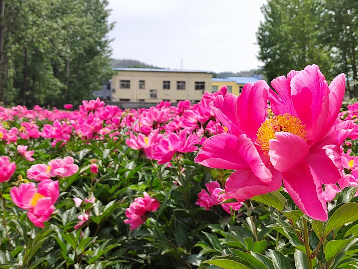 驻马店市泌阳县花开遍地草药香助农增收新起航