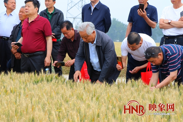 周口市太康县：农业专家进田间 稳产增收有盼头