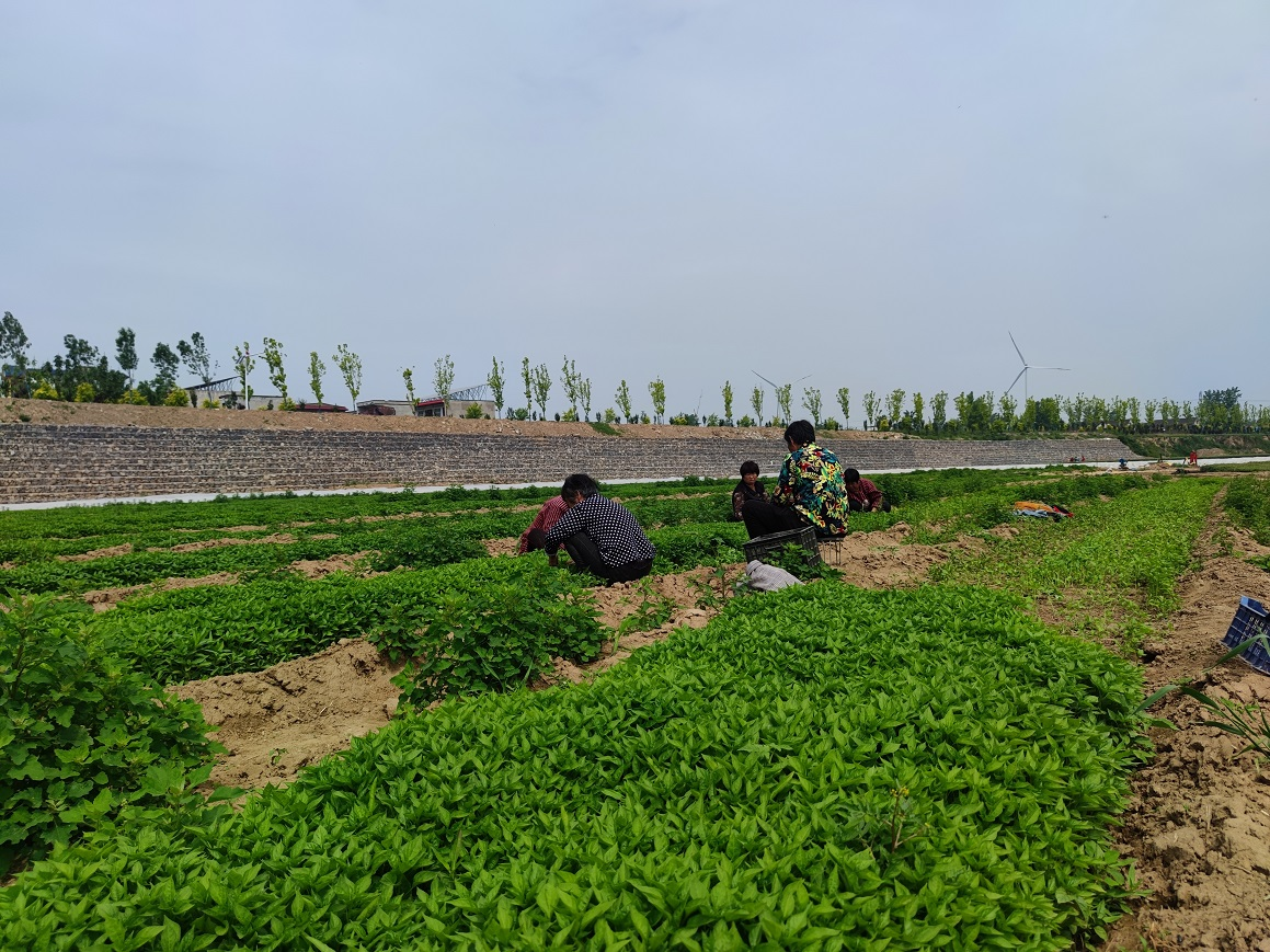 淇县西岗镇千亩辣椒抢抓移栽农时 奏响乡村振兴“椒”响曲