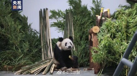 丫丫一抵家就被竹子困绕了，这便是“家”的滋味