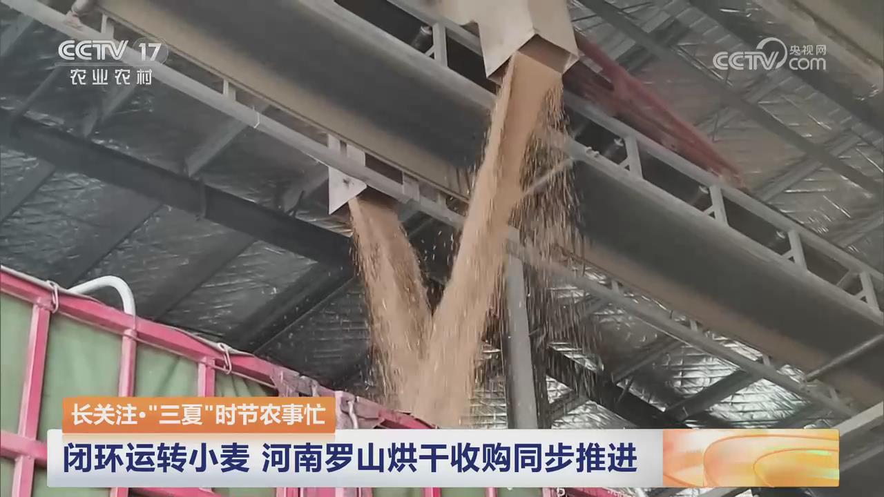 【央視關注河南信陽羅山】閉環(huán)運轉(zhuǎn)小麥 烘干收購同步推進