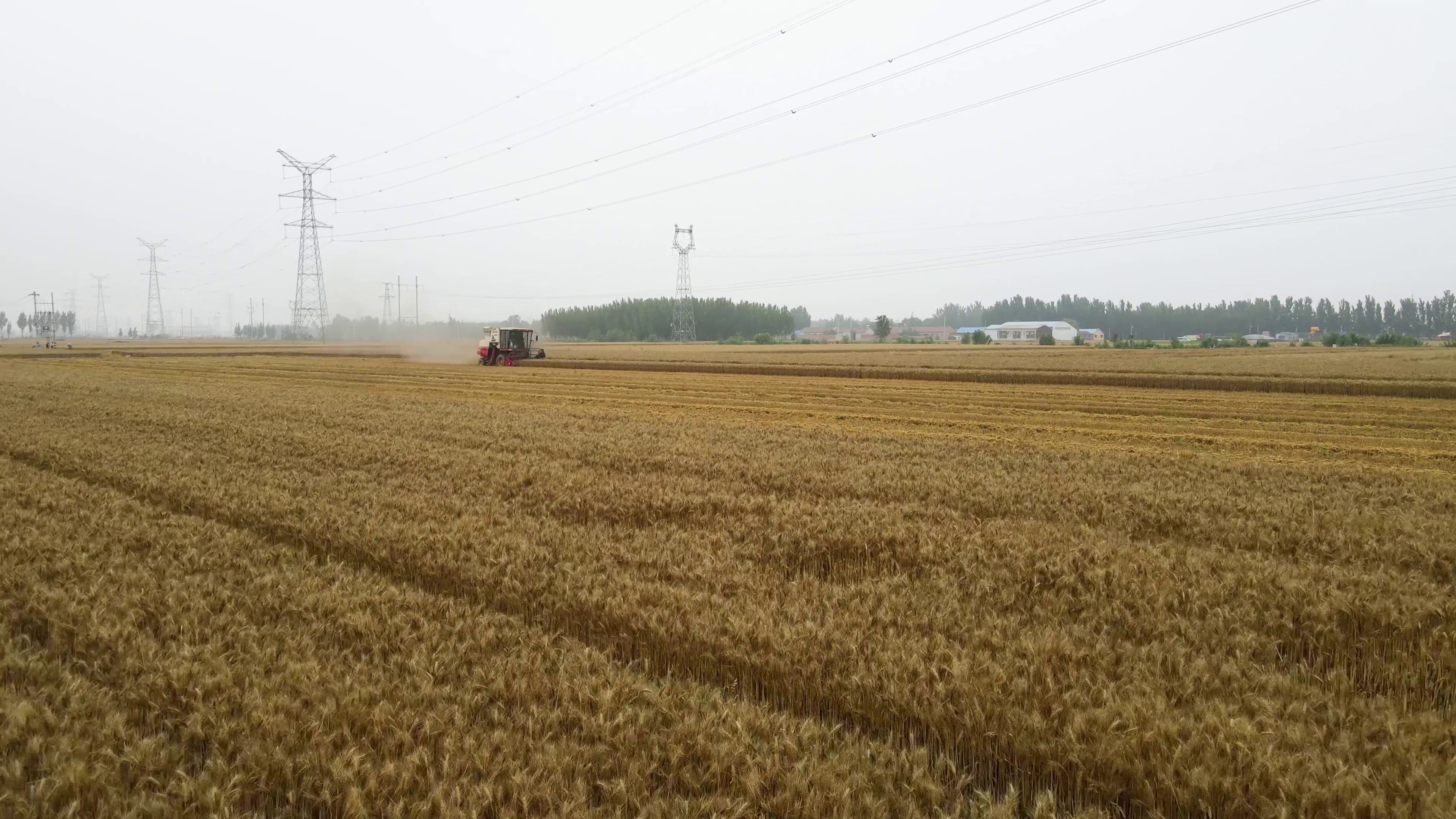大规模麦收将“挺进”黄河北 河南在拼，速度将更快｜豫观察