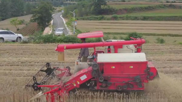 三门峡渑池：停雨窗口期 夺粮抢收正当时
