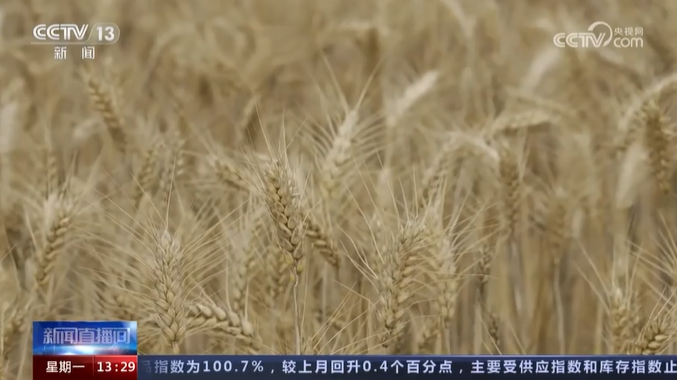 【央視關(guān)注河南遂平】加速烘干！“搶救”濕小麥