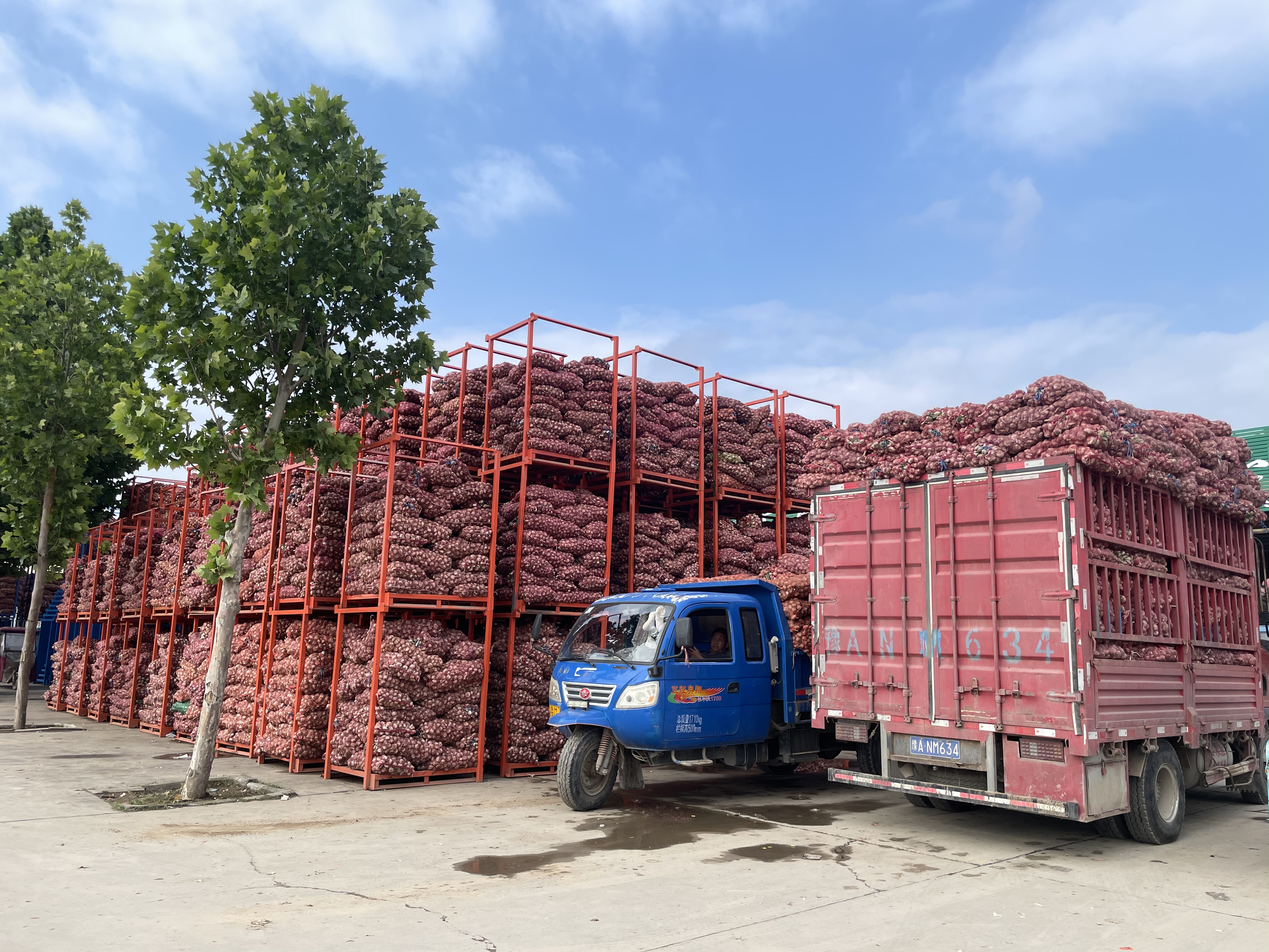 小小蒜头敲开致富门农行杞县支行助力大蒜产业发展