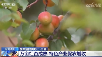 【央視關(guān)注河南濮陽(yáng)】特色產(chǎn)業(yè)促農(nóng)增收