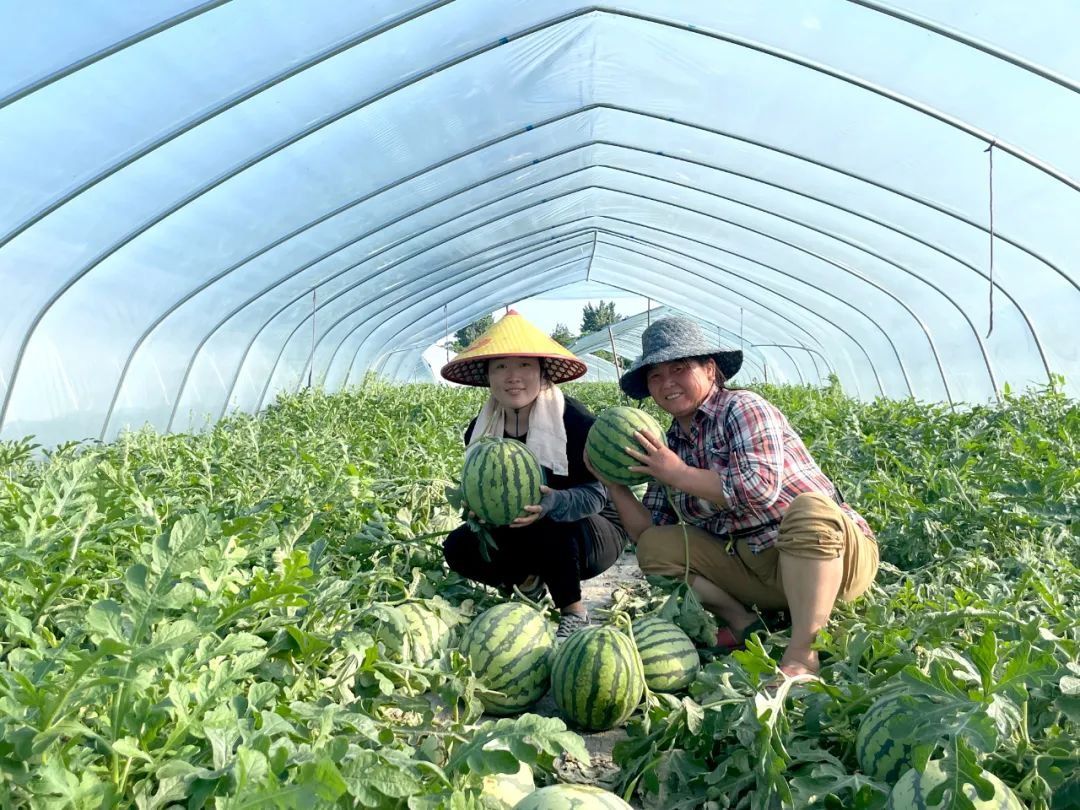 光山县：“订单式种植”带大麒麟瓜产业