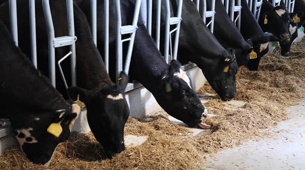 3000头新西兰荷斯坦奶牛迁居商丘虞城科迪智慧牧场