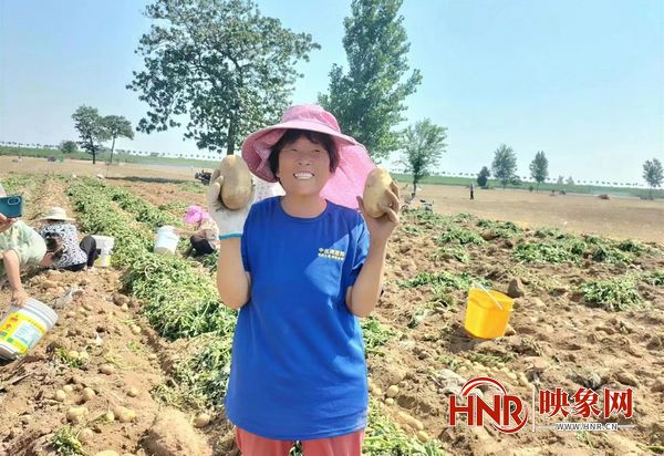 商水县：“小土豆”拓宽致富路 产业推进乡村振兴