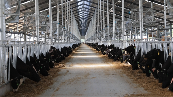 3000头新西兰荷斯坦奶牛迁居商丘虞城科迪智慧牧场