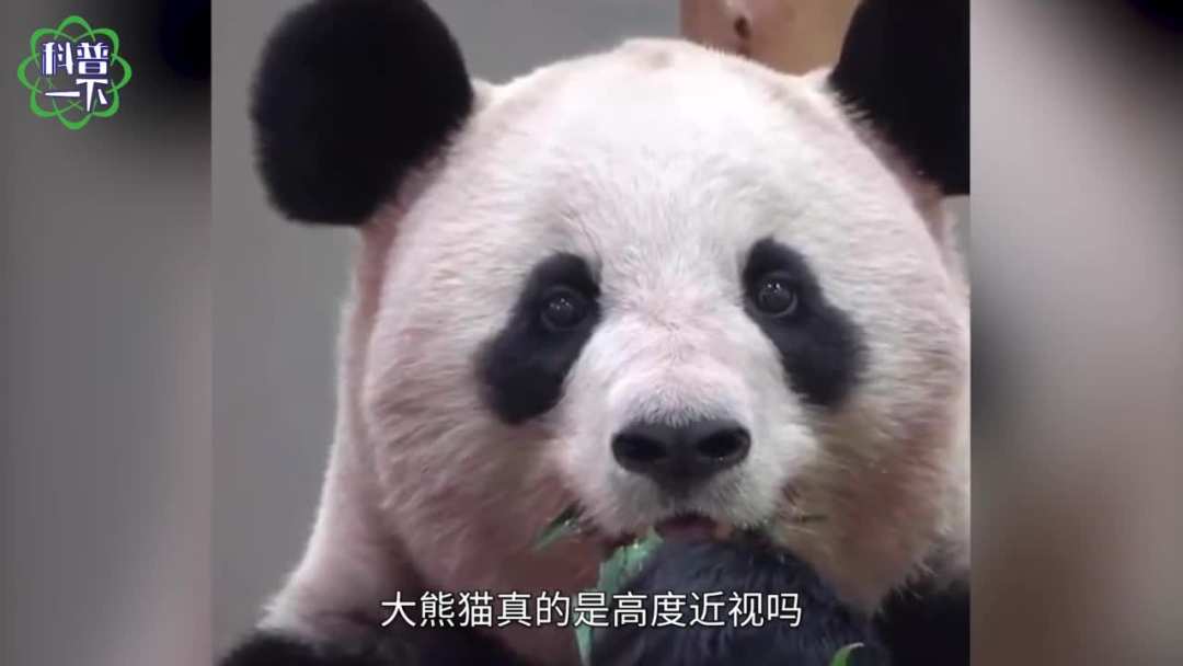 大熊貓是800度的近視？事實是……