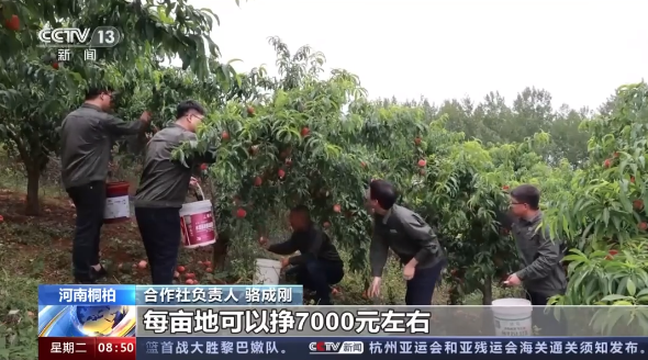 【央視關(guān)注河南桐柏】鮮桃喜豐收 采摘銷售忙