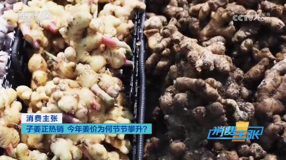 【央視關(guān)注河南】子姜正熱銷 今年姜價(jià)為何節(jié)節(jié)攀升？