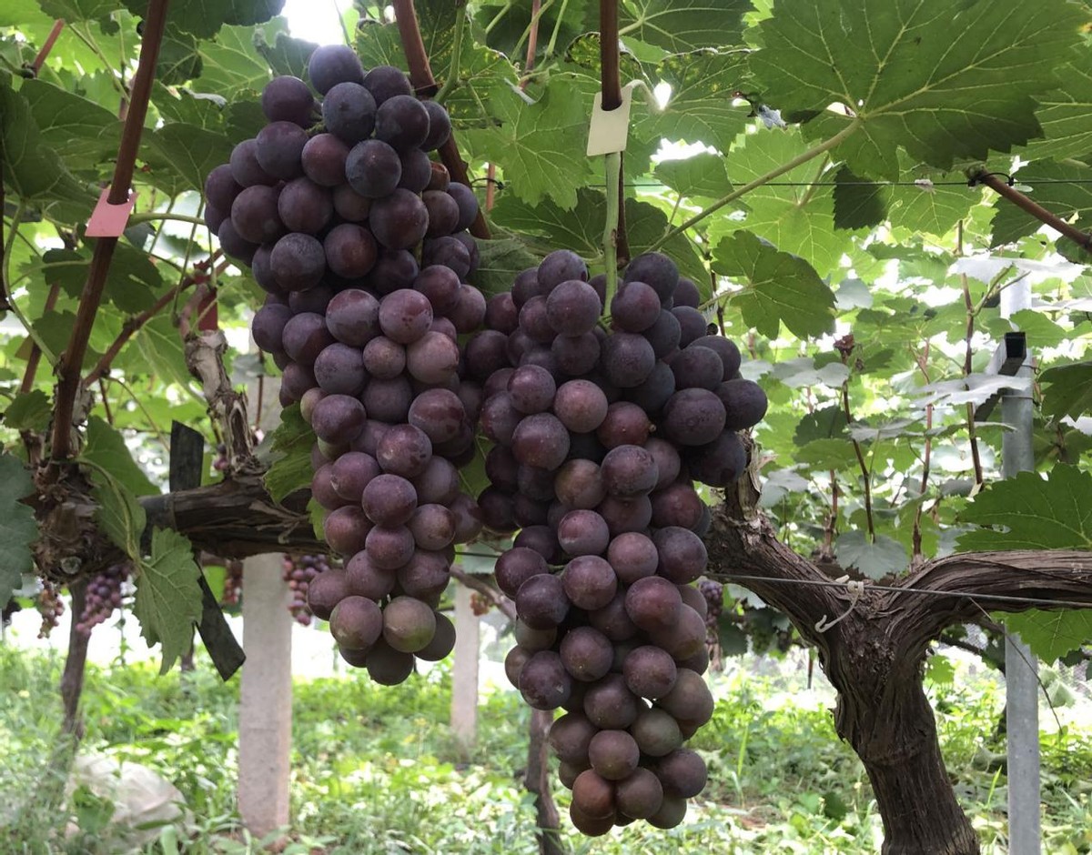 首页>乡村频道·播报河南>正文>据悉,夏黑品种的葡萄在农场主的专业