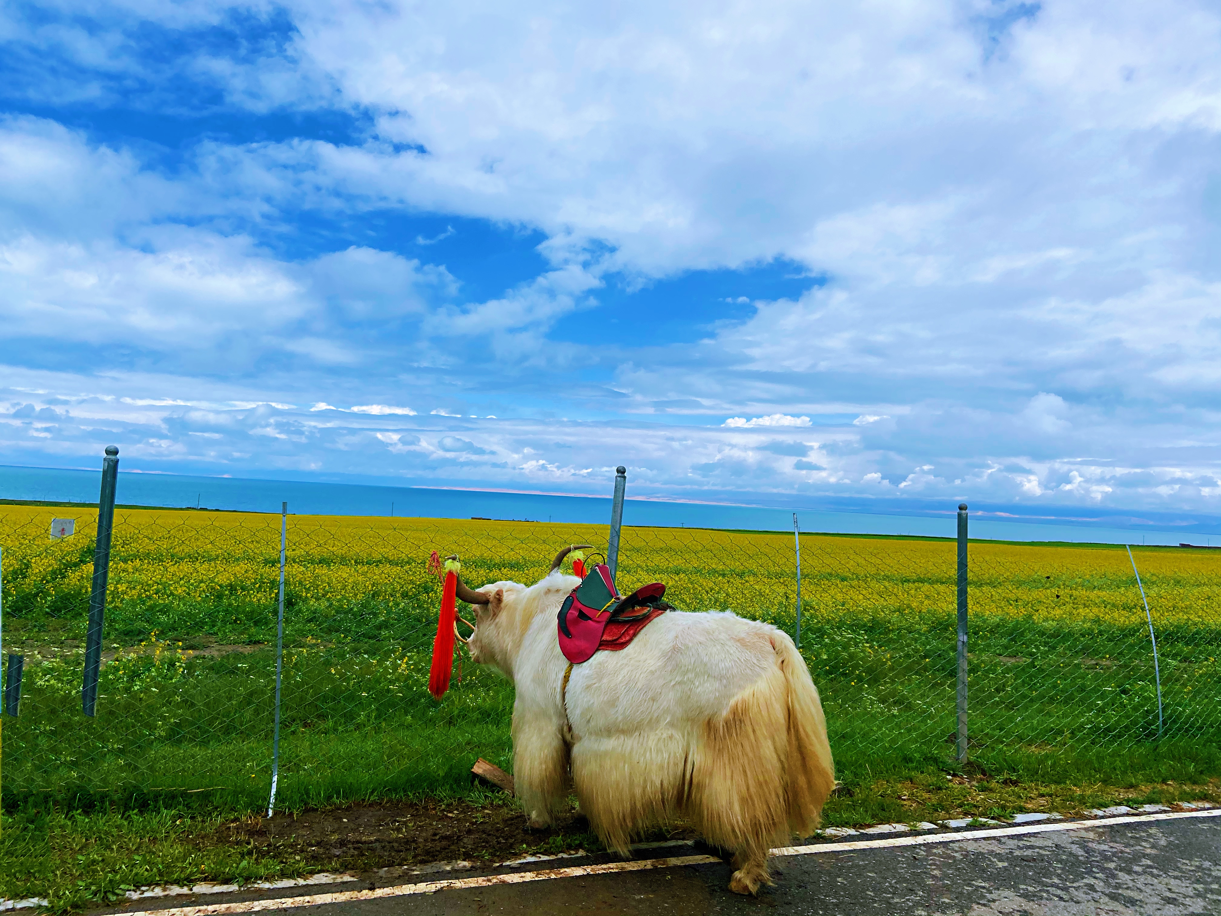 美图纯享一起走进高原蓝宝石青海湖