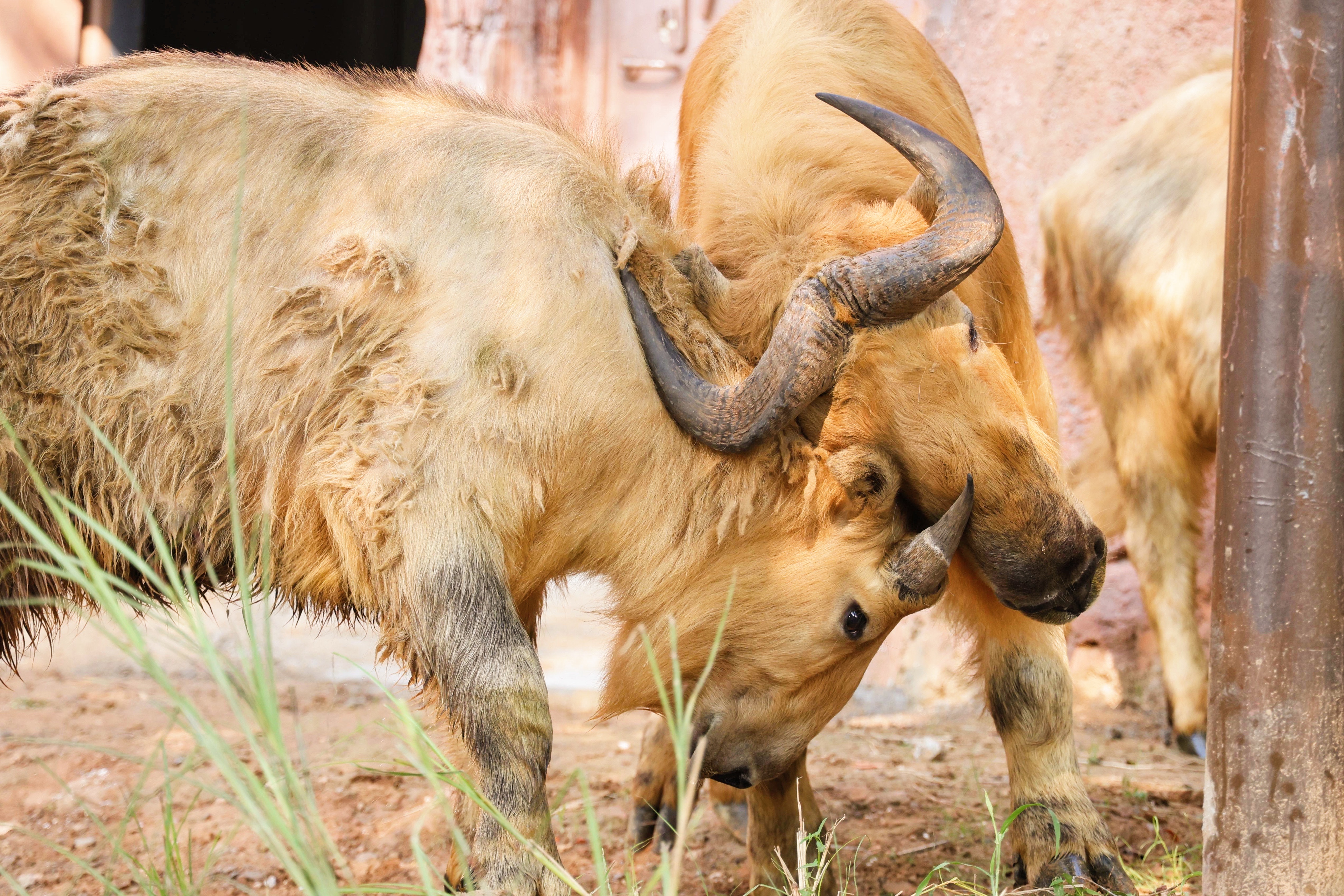 国宝金毛羚牛首次亮相郑州