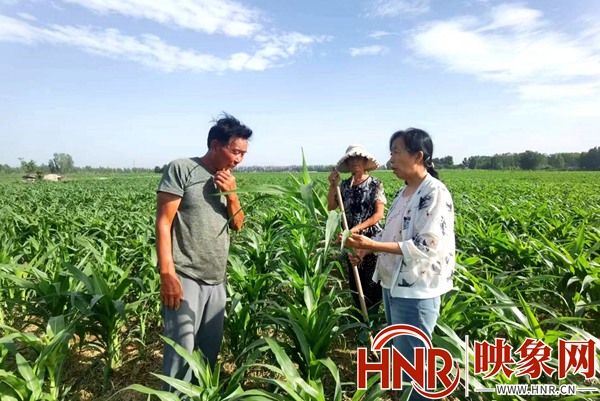 修武县：管理高质高效助力玉米增产丰收