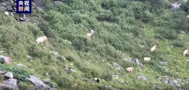 别眨眼！罕见记录秦岭野生大熊猫与羚牛“对峙”画面