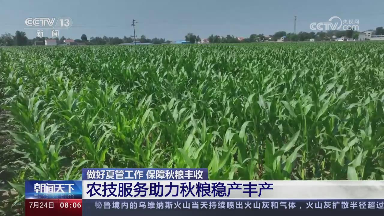 【央視關(guān)注河南滑縣】農(nóng)技服務(wù)助力秋糧穩(wěn)產(chǎn)豐產(chǎn)