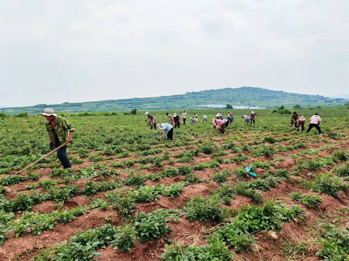 伊川县高山镇丹参开出致富方