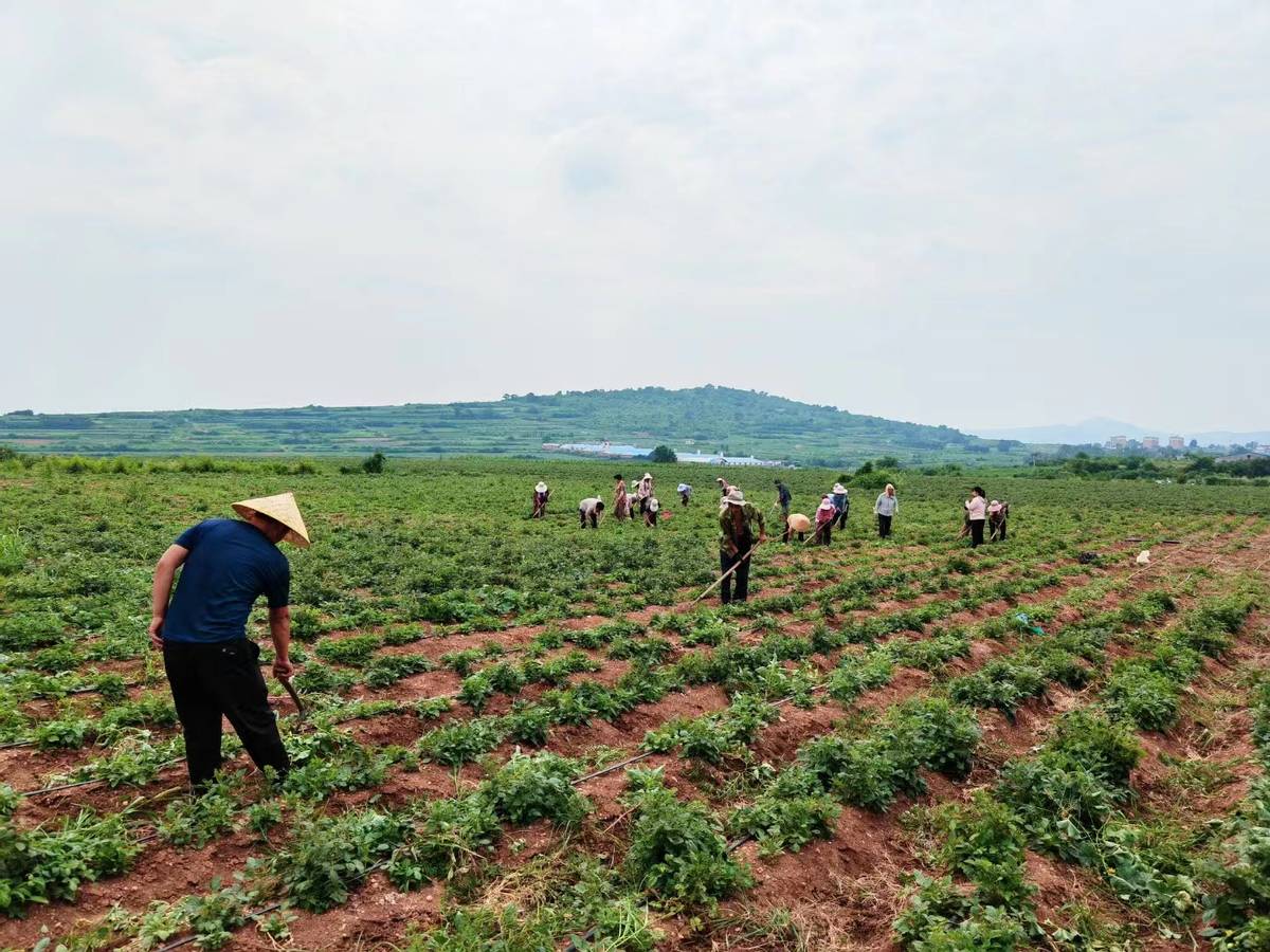 伊川县高山镇丹参开出致富方