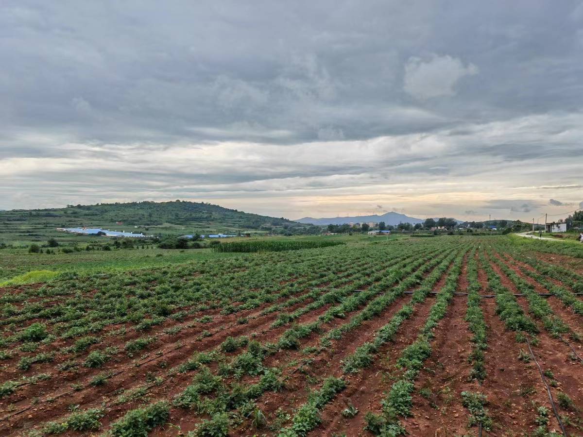 伊川县高山镇丹参开出致富方